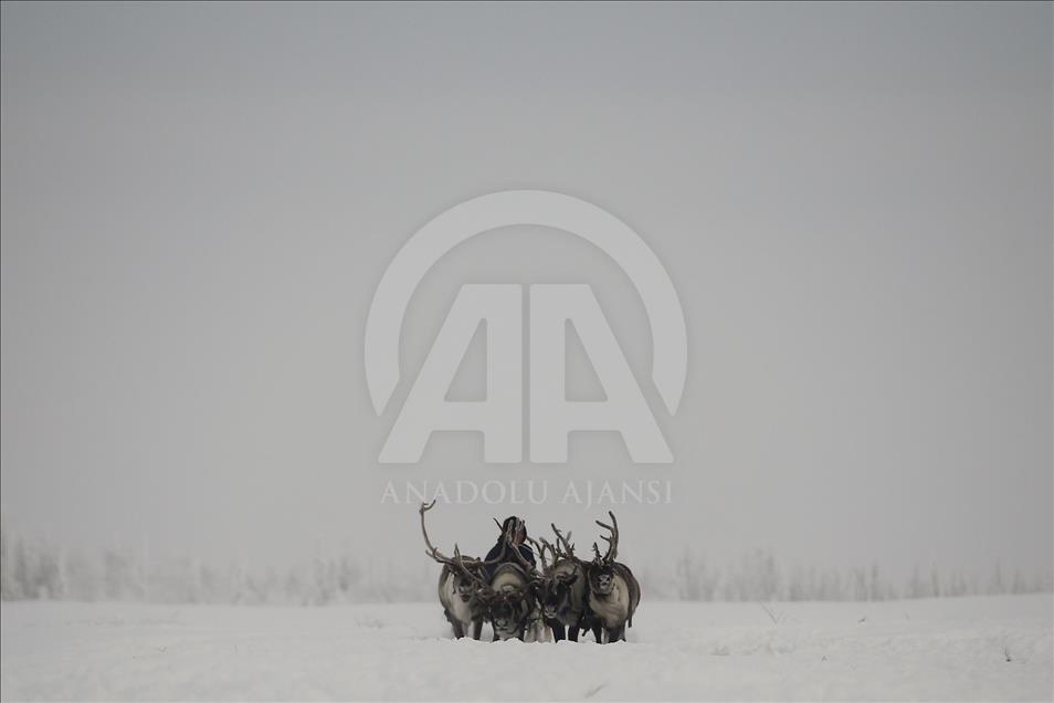 Reindeer Herders daily life in Yamalo