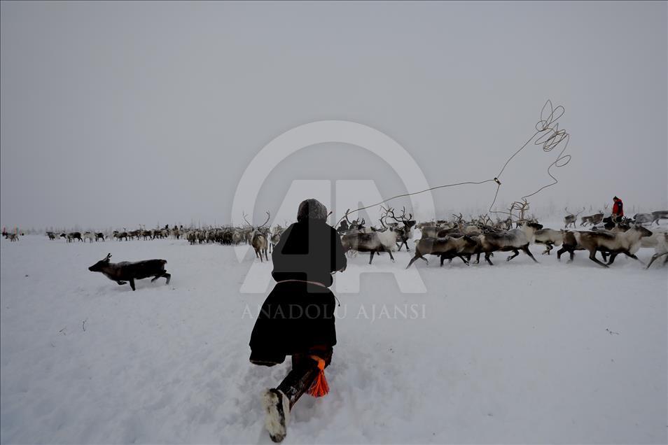 Reindeer Herders daily life in Yamalo