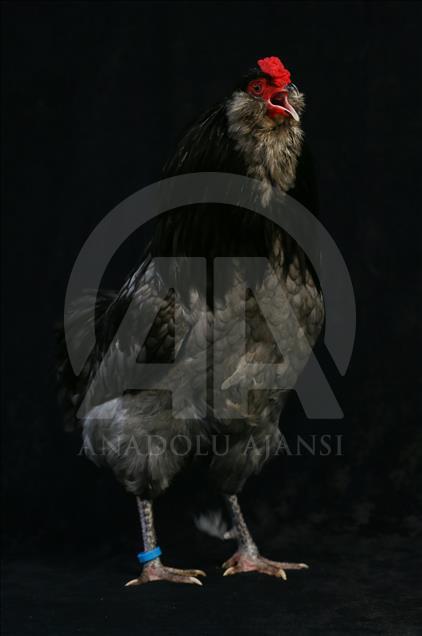 National Poultry Show in Izmir