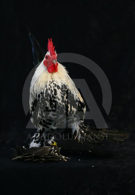 National Poultry Show in Izmir