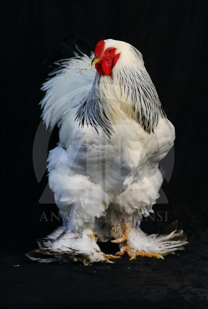 National Poultry Show in Izmir