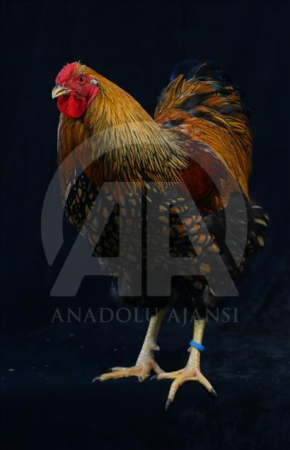 National Poultry Show in Izmir