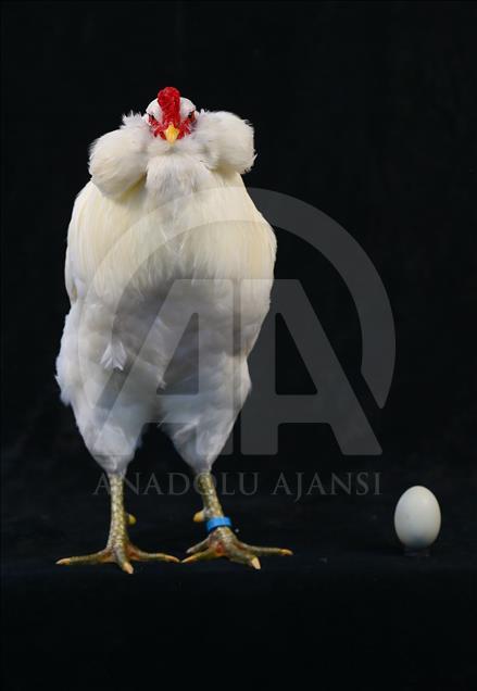 National Poultry Show in Izmir