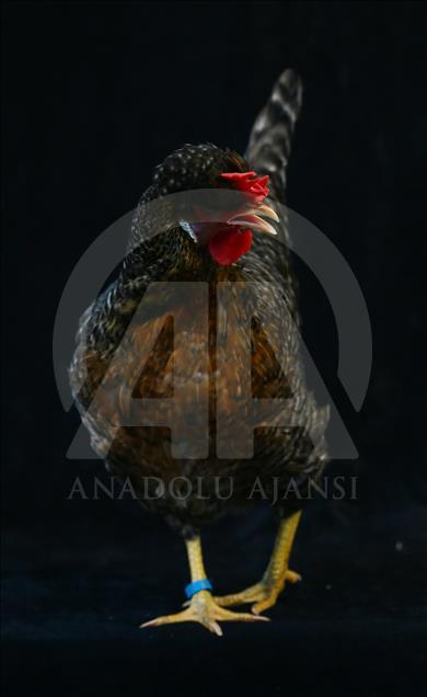 National Poultry Show in Izmir