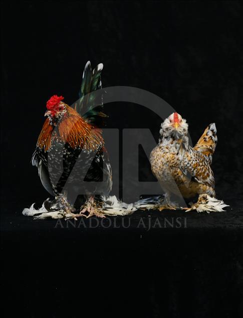 National Poultry Show in Izmir
