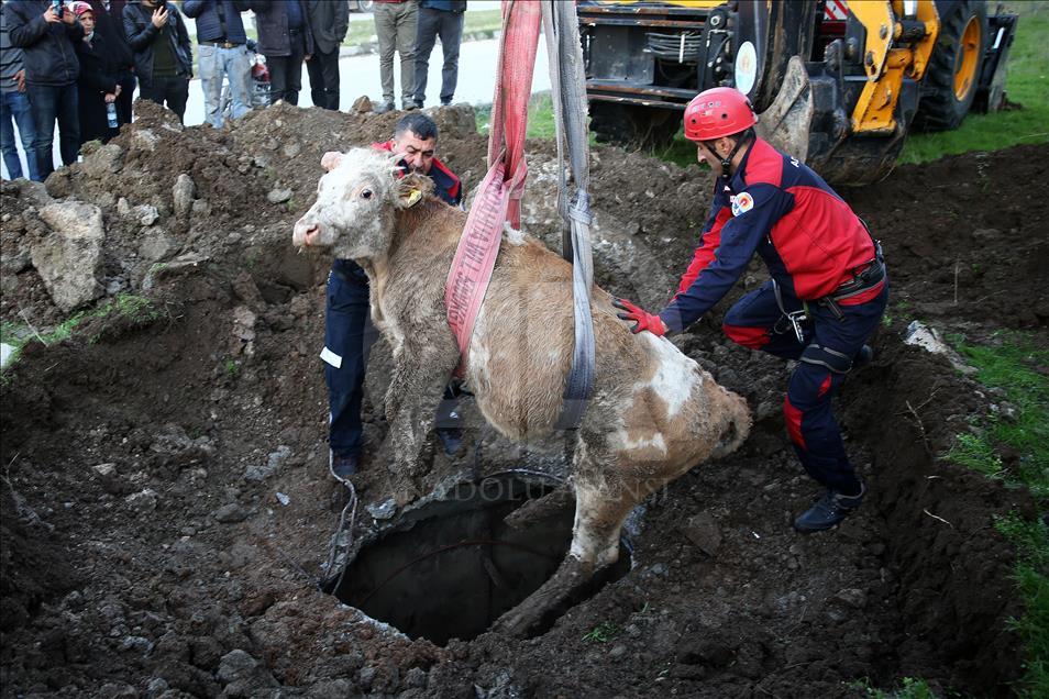 Cow falls in manhole