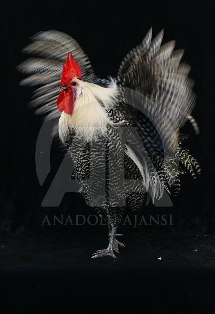 National Poultry Show in Izmir