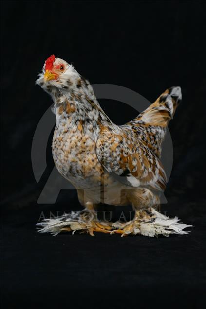 National Poultry Show in Izmir