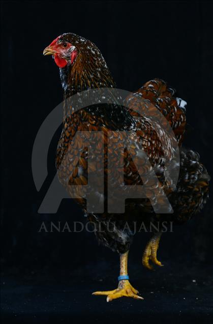 National Poultry Show in Izmir