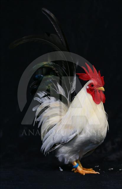 National Poultry Show in Izmir