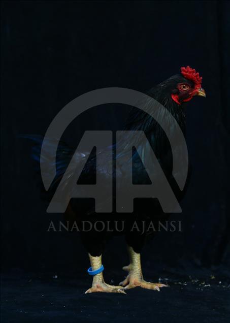 National Poultry Show in Izmir