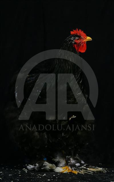 National Poultry Show in Izmir