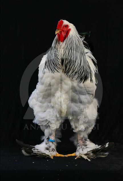 National Poultry Show in Izmir