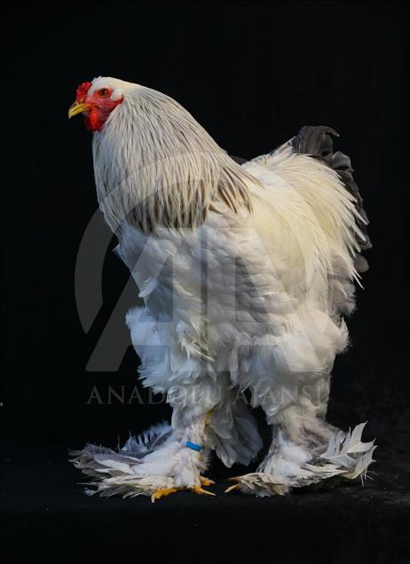 National Poultry Show in Izmir