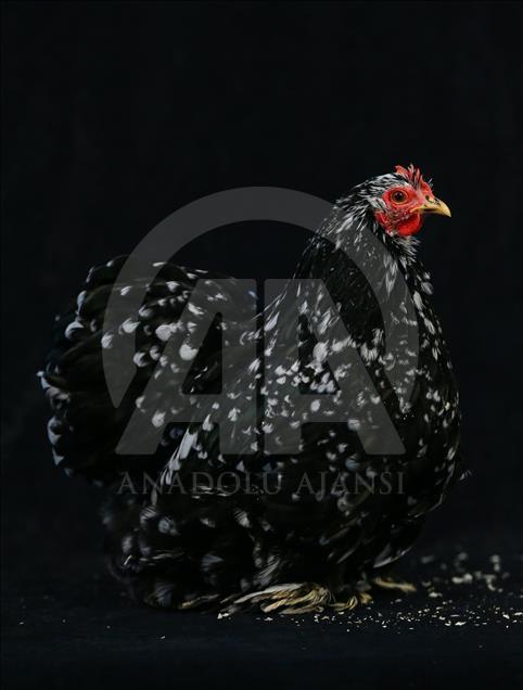 National Poultry Show in Izmir