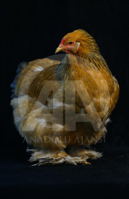 National Poultry Show in Izmir