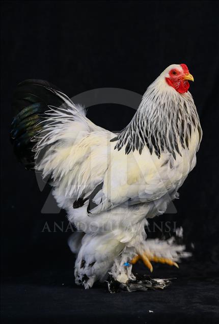 National Poultry Show in Izmir