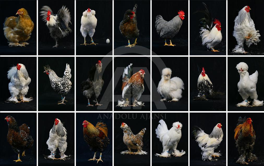 National Poultry Show in Izmir
