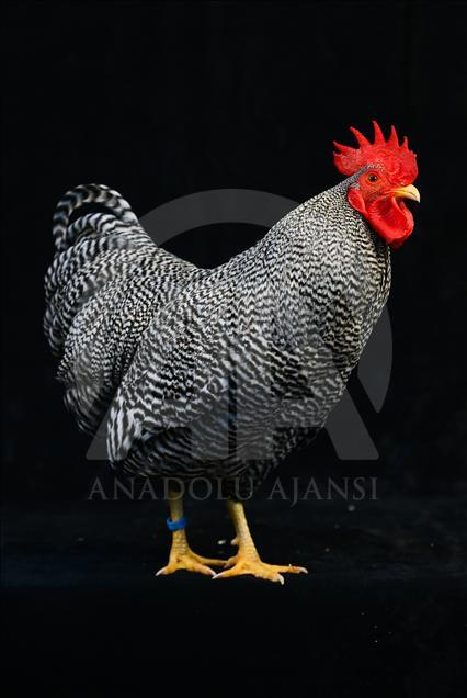 National Poultry Show in Izmir