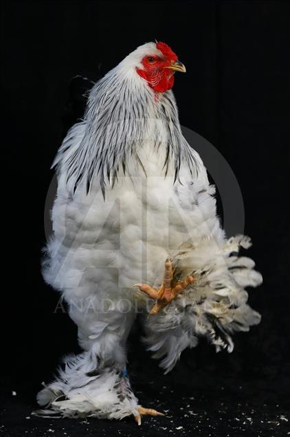 National Poultry Show in Izmir
