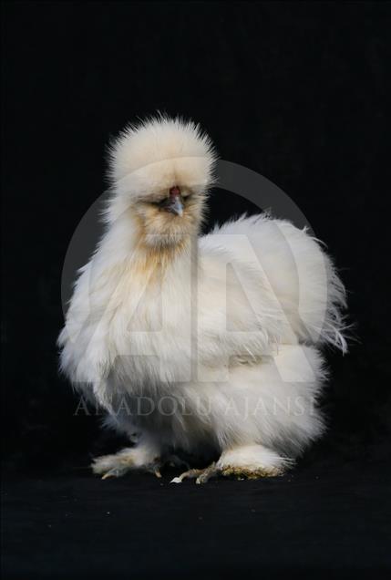 National Poultry Show in Izmir
