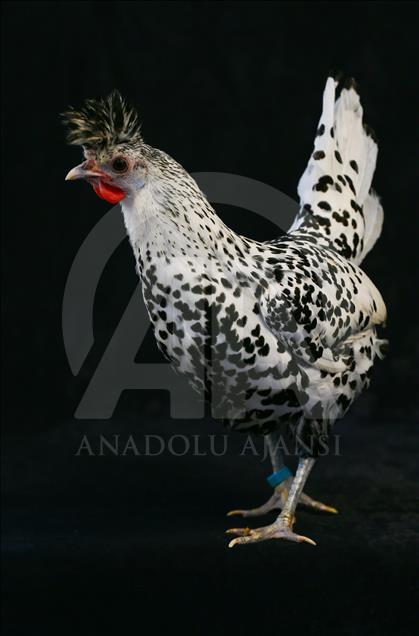 National Poultry Show in Izmir