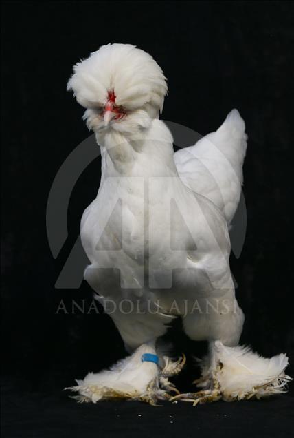 National Poultry Show in Izmir