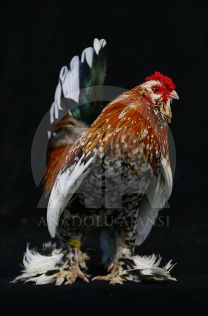 National Poultry Show in Izmir