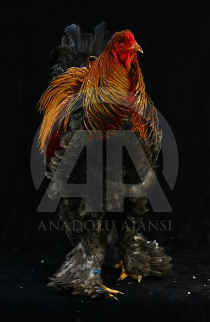 National Poultry Show in Izmir