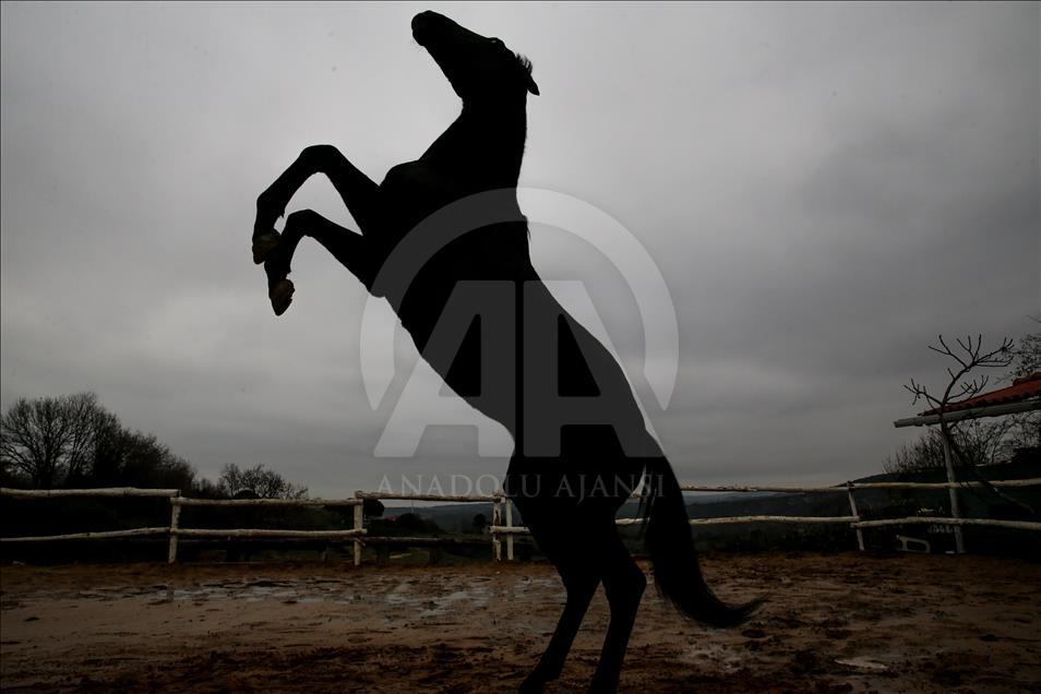 Babası hipodromun, oğlu gönüllerin şampiyonu