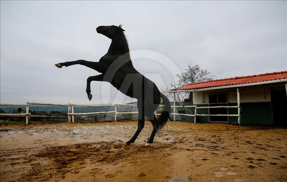 Babası hipodromun, oğlu gönüllerin şampiyonu
