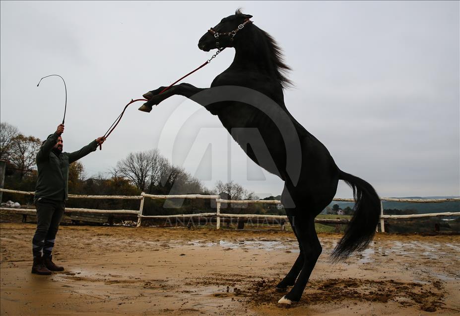 Babası hipodromun, oğlu gönüllerin şampiyonu