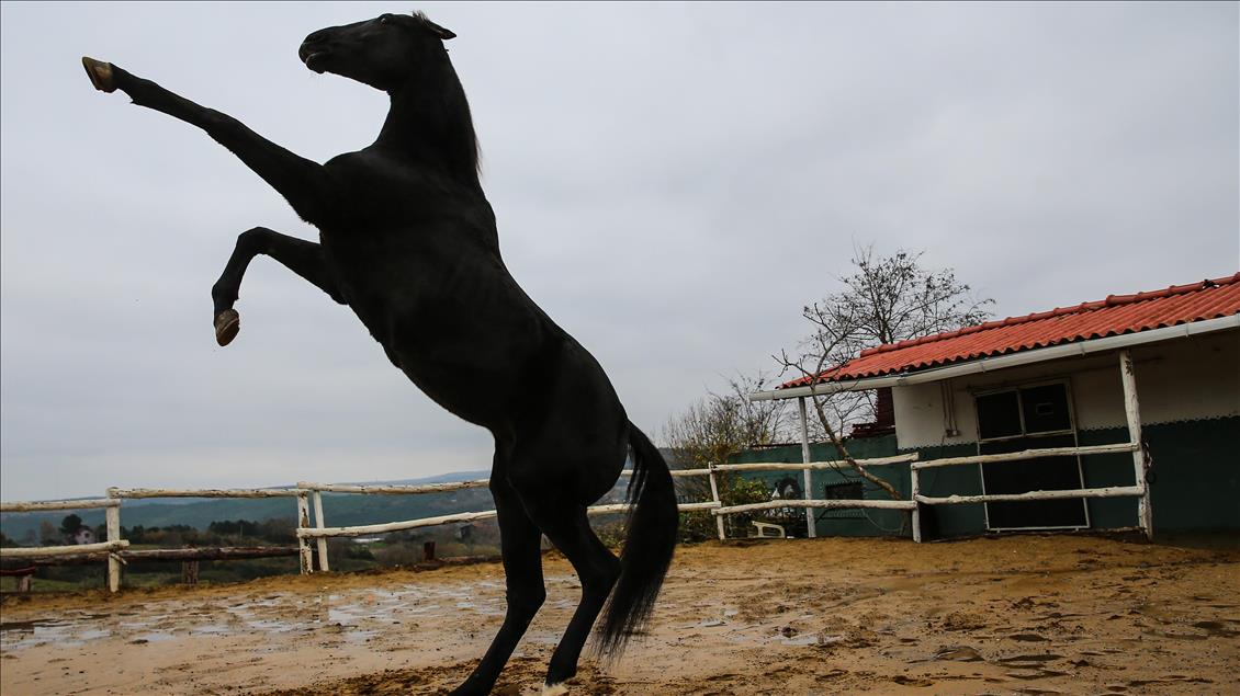 Babası hipodromun, oğlu gönüllerin şampiyonu