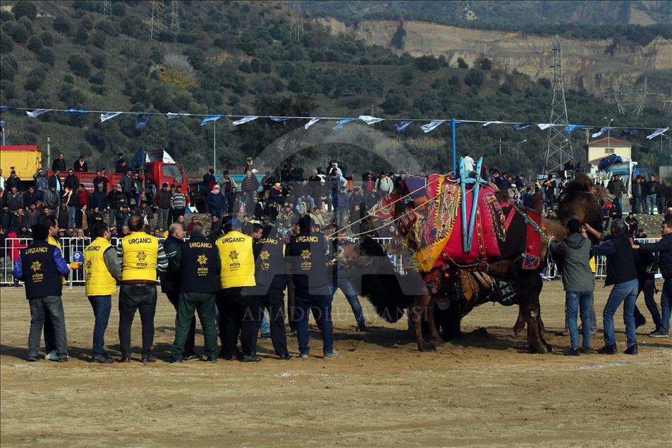 Aydın'da deve güreşi festivali