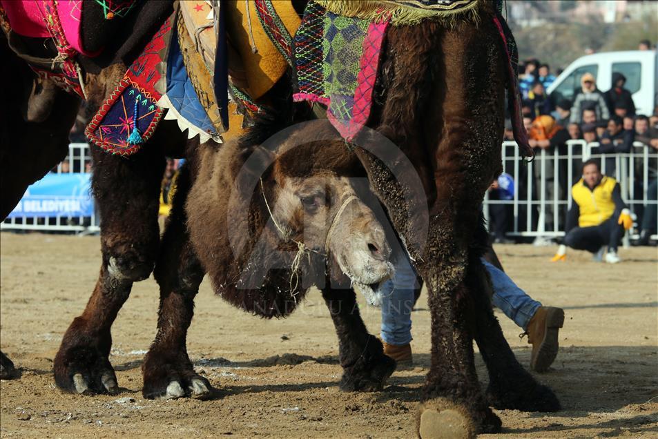 Aydın'da deve güreşi festivali