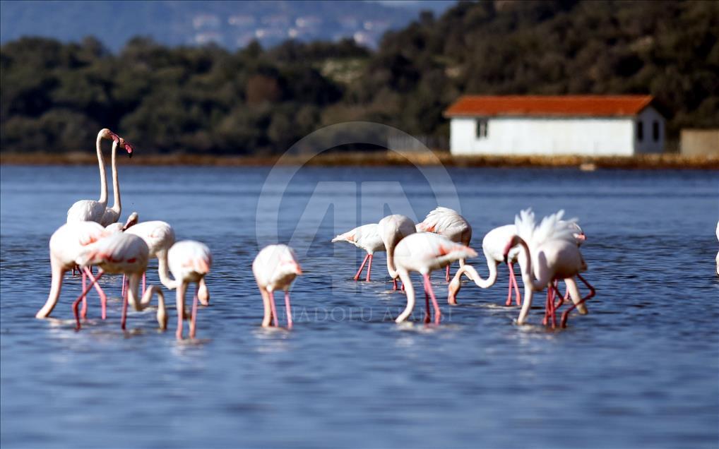 Tuzla Sulak Alanı'na flamingo akını