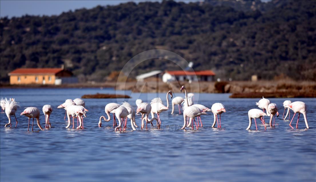 Tuzla Sulak Alanı'na flamingo akını