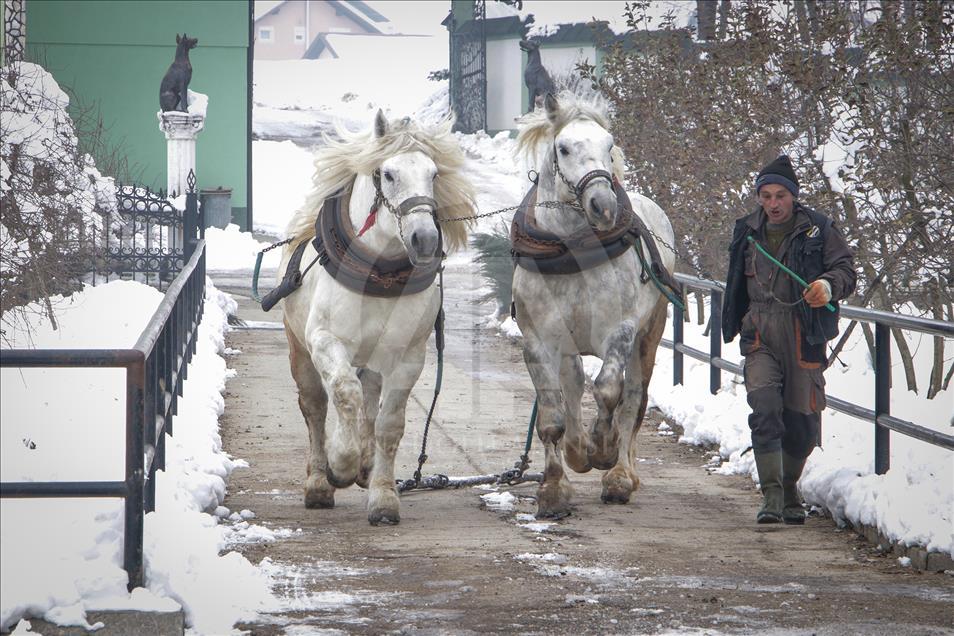 Konji sa ranča "Zelena dolina" kod Prnjavora nižu nagrade