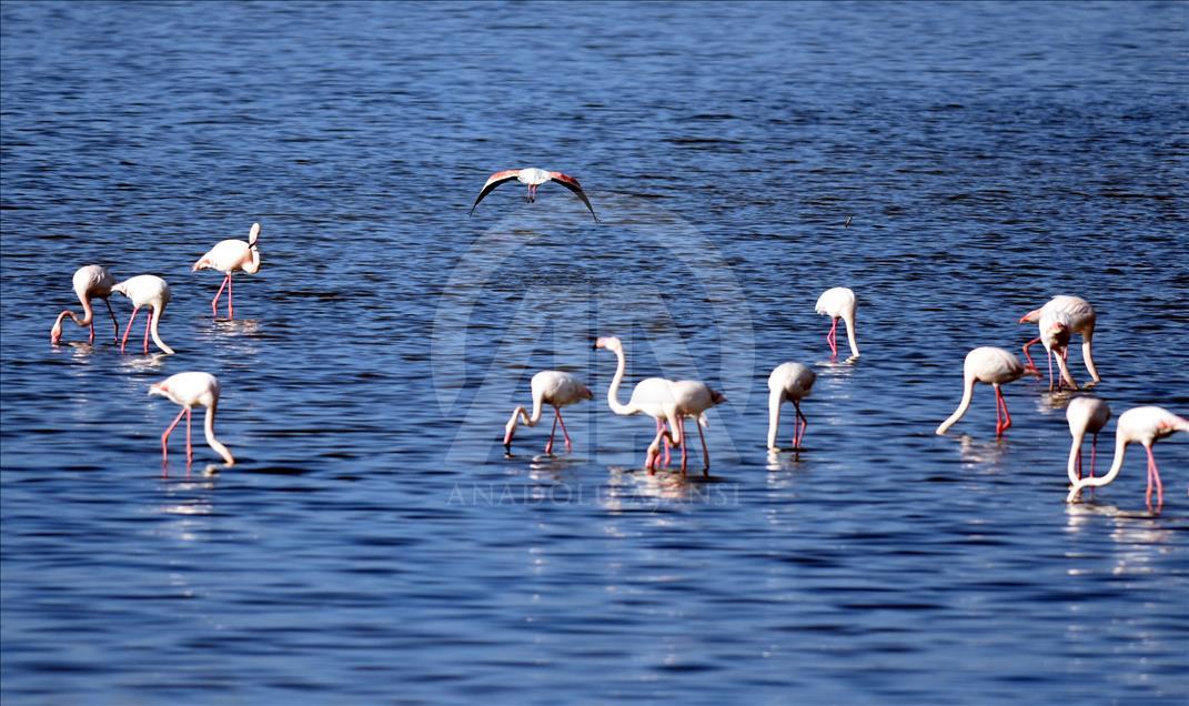 Tuzla Sulak Alanı'na flamingo akını