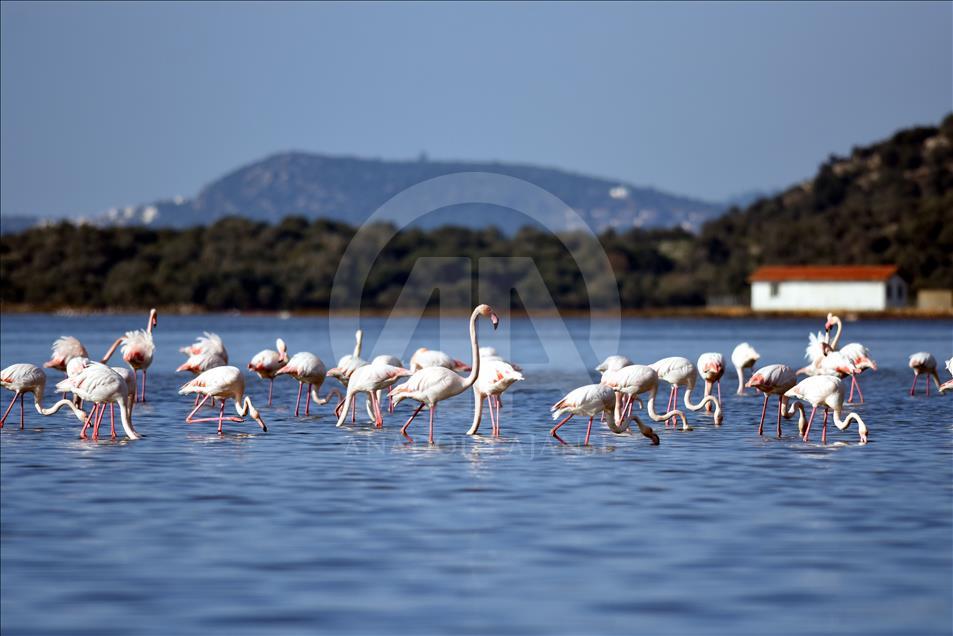 Tuzla Sulak Alanı'na flamingo akını