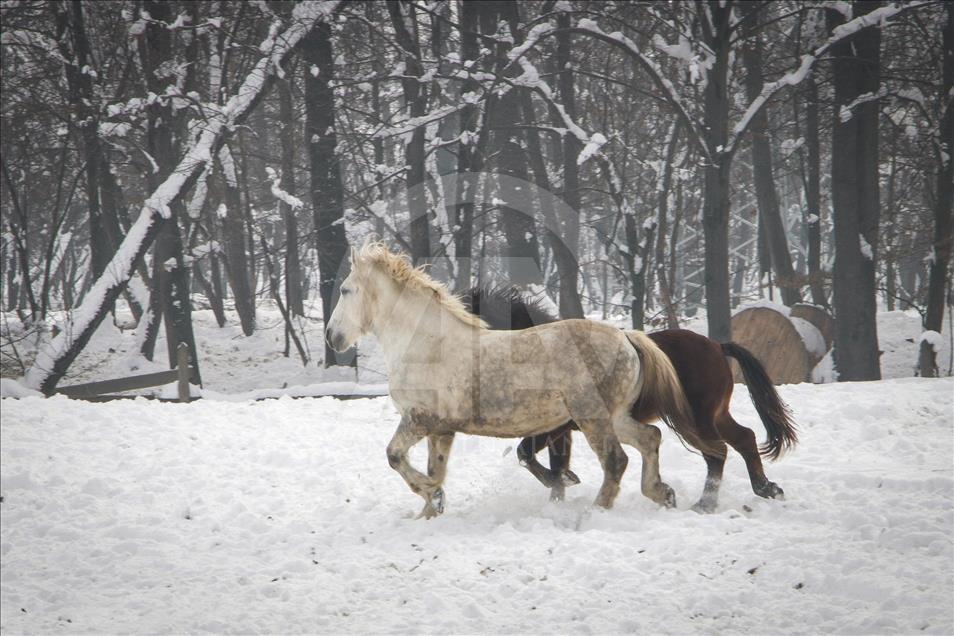Konji sa ranča "Zelena dolina" kod Prnjavora nižu nagrade