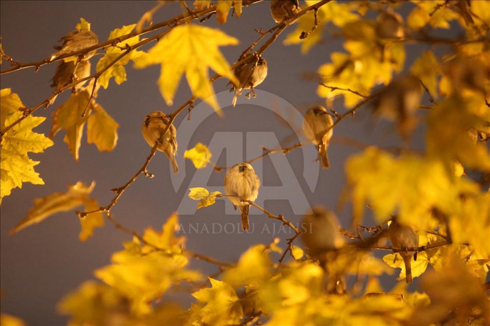سلێمانی.. نیشتنهوهی چۆلهكه لهژێر باران و لهسهردرهخت دا.
