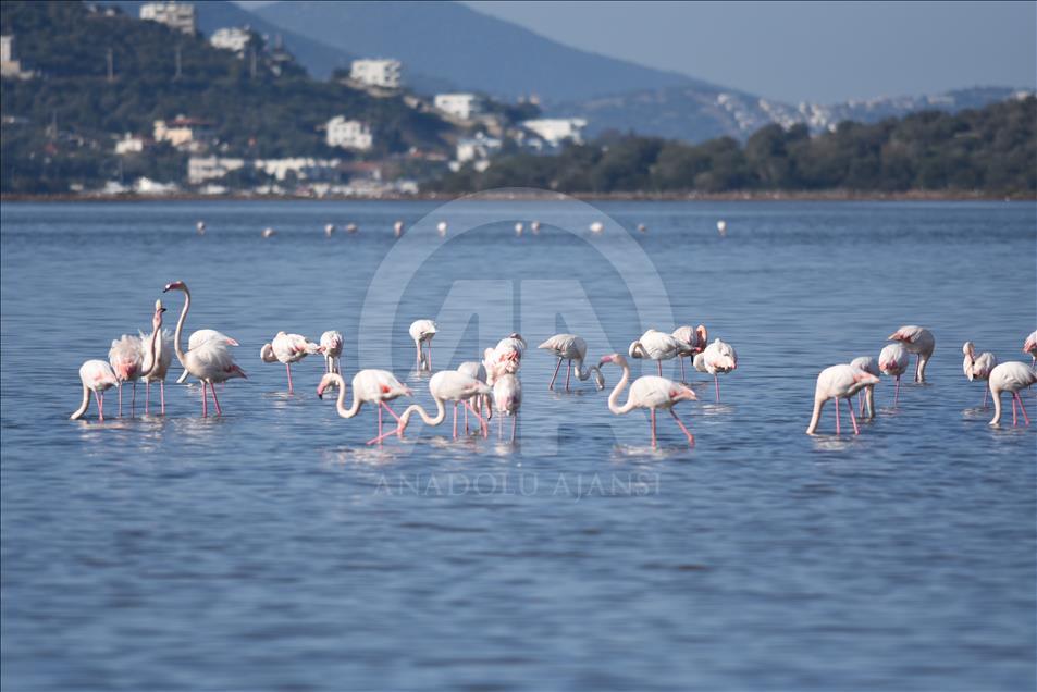 Tuzla Sulak Alanı'na flamingo akını