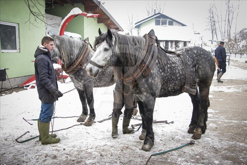Konji sa ranča "Zelena dolina" kod Prnjavora nižu nagrade