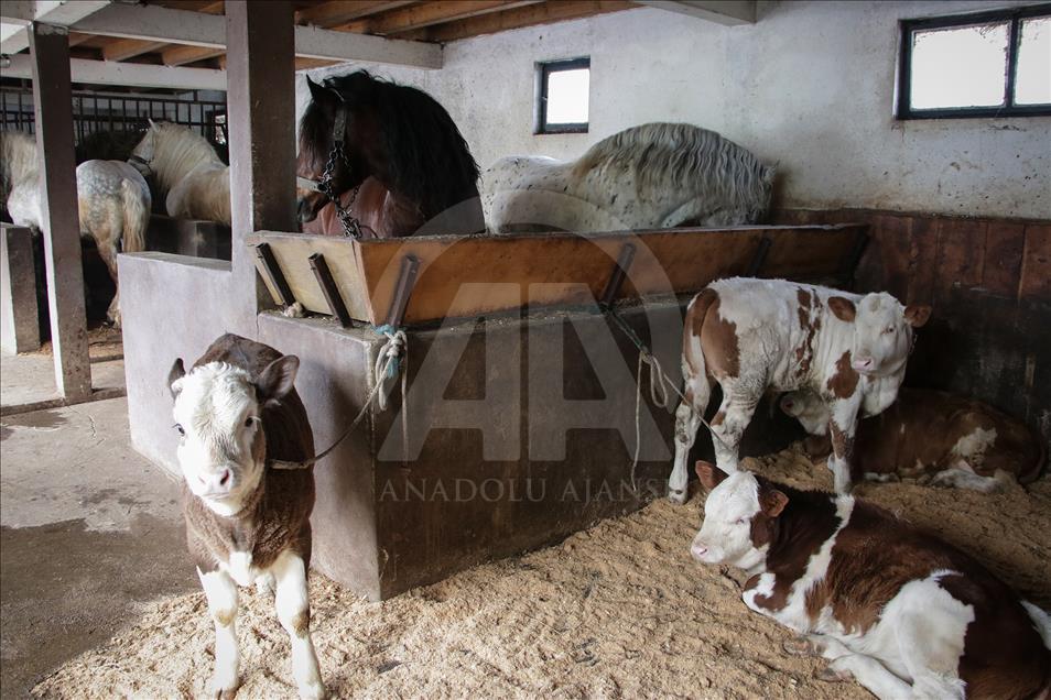 Konji s ranča "Zelena dolina" kod Prnjavora nižu nagrade