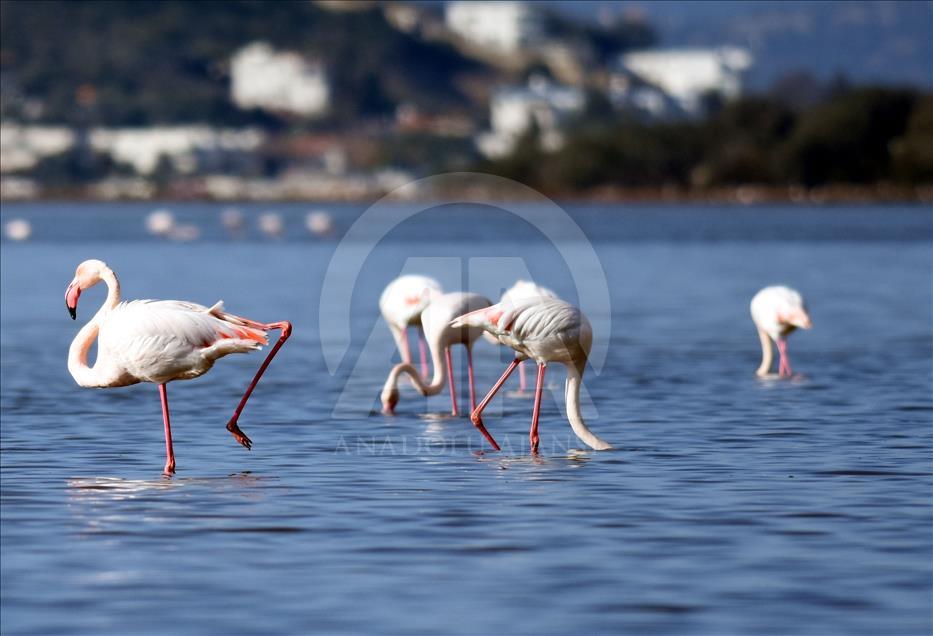 Tuzla Sulak Alanı'na flamingo akını