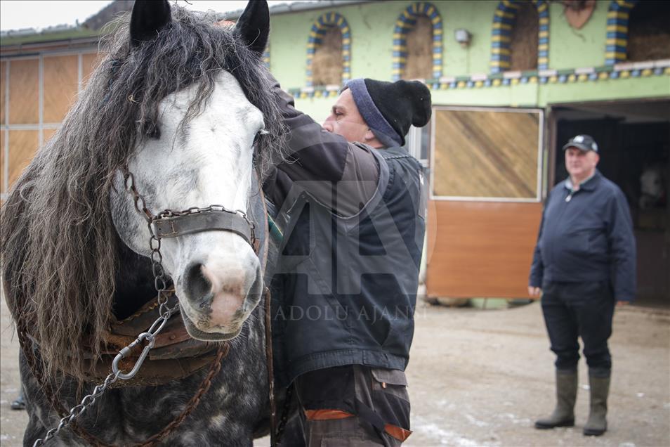 Konji sa ranča "Zelena dolina" kod Prnjavora nižu nagrade