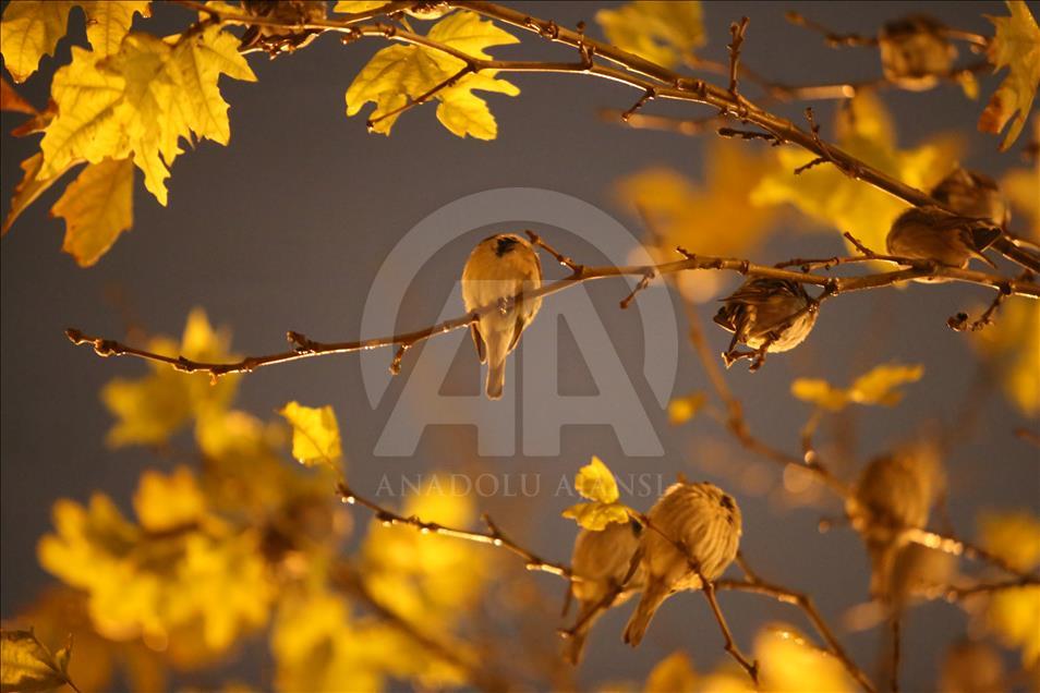 سلێمانی.. نیشتنهوهی چۆلهكه لهژێر باران و لهسهردرهخت دا.