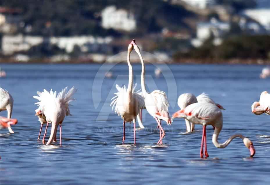 Tuzla Sulak Alanı'na flamingo akını