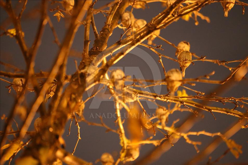 سلێمانی.. نیشتنهوهی چۆلهكه لهژێر باران و لهسهردرهخت دا.